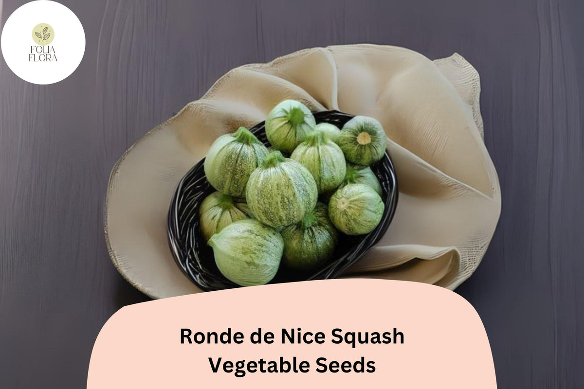 25 Ronde de Nice Squash Seeds - Heirloom Round Zucchini for Planting