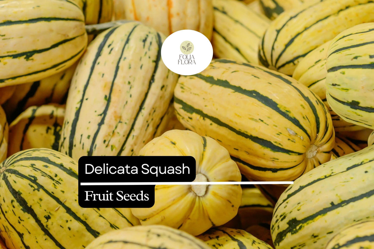 Delicata Squash Seeds – 25 Sweet Heirloom Winter Squash Seeds for Planting