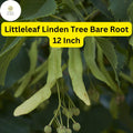 Littleleaf Linden Tree - 12 Inch Bare Root Shade Tree, Zones 3-7