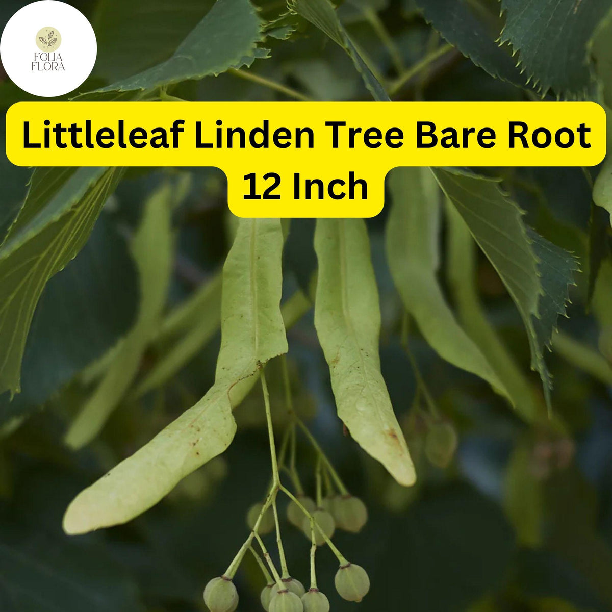 Littleleaf Linden Tree - 12 Inch Bare Root Shade Tree, Zones 3-7