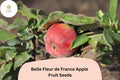 25 Belle Fleur de France Apple Seeds | Heirloom Sweet Tart Fruit