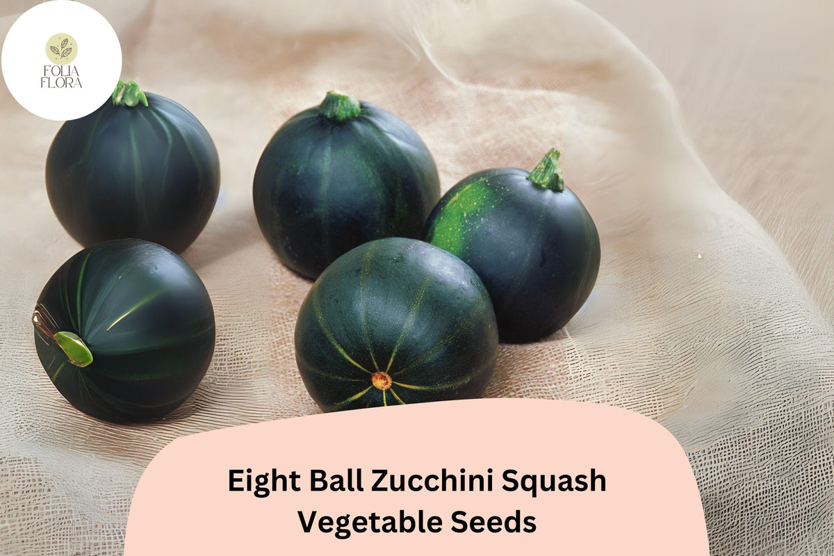 25 Eight Ball Zucchini Seeds - Round Summer Squash for Stuffing