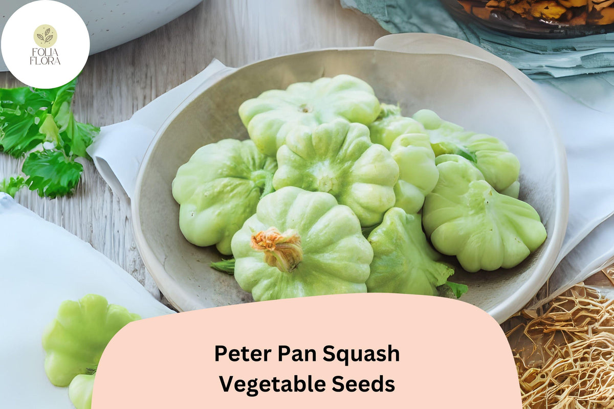 25 Peter Pan Squash Seeds - Heirloom Green Scallop Patty Pan Summer Squash