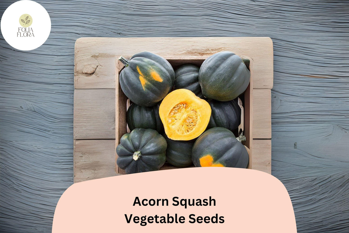 25 Acorn Squash Seeds - Heirloom Winter Squash for Planting