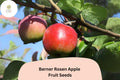 25 Berner Rosen Apple Seeds - Swiss Heirloom Sweet Aromatic Fruit
