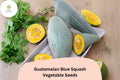 25 Guatemalan Blue Squash Seeds – Rare Heirloom Winter Squash
