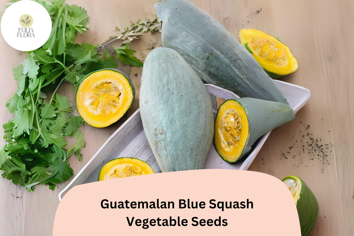 25 Guatemalan Blue Squash Seeds – Rare Heirloom Winter Squash