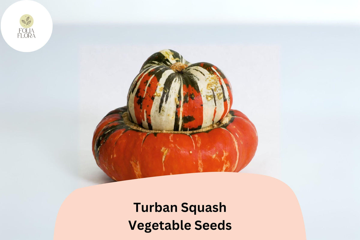 25 Turban Squash Seeds - Heirloom Winter Squash, Edible & Decorative