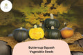 25 Buttercup Squash Seeds for Planting - Heirloom Winter Squash with Sweet Dense Orange Flesh