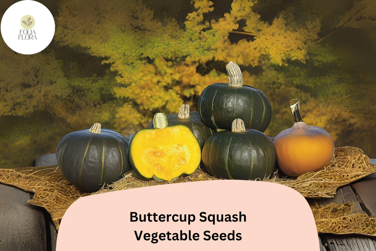 25 Buttercup Squash Seeds for Planting - Heirloom Winter Squash with Sweet Dense Orange Flesh