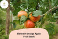 25 Blenheim Orange Apple Seeds | Heirloom English Apple Variety