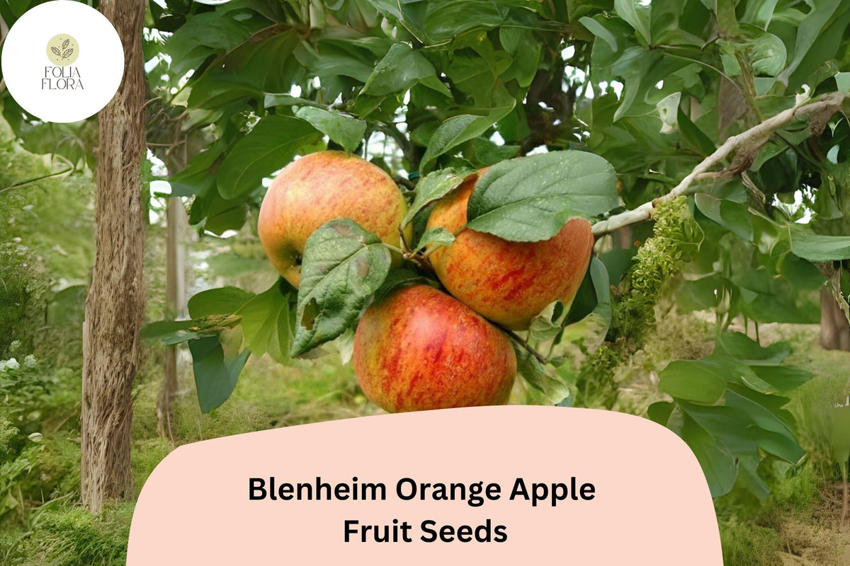 25 Blenheim Orange Apple Seeds | Heirloom English Apple Variety
