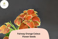 25 Fairway Orange Coleus Seeds - Shade Plant with Colorful Foliage