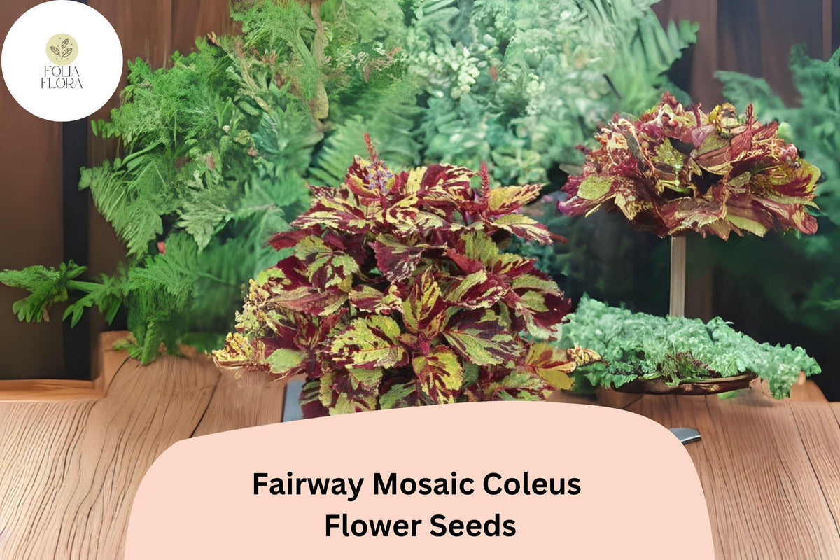 25 Fairway Mosaic Coleus Seeds - Colorful Shade Plant for Garden Beds