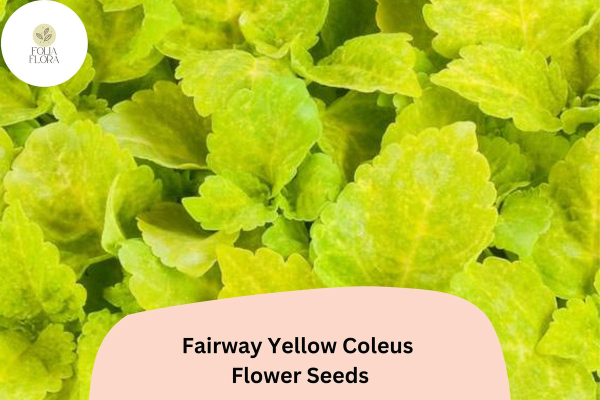 25 Fairway Yellow Coleus Seeds - Compact Shade Plant with Bright Foliage
