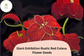 25 Giant Rustic Red Coleus Seeds for Shade Garden and Bedding
