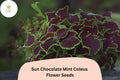 25 Chocolate Mint Coleus Seeds – Green & Brown Foliage Plant