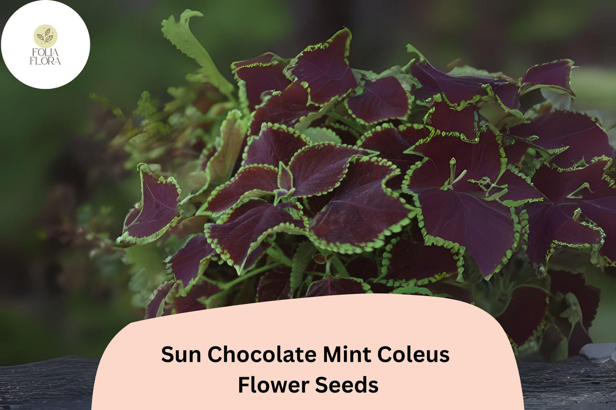 25 Chocolate Mint Coleus Seeds – Green & Brown Foliage Plant