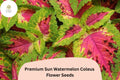 25 Watermelon Coleus Seeds - Pink & Green Foliage for Garden Bedding