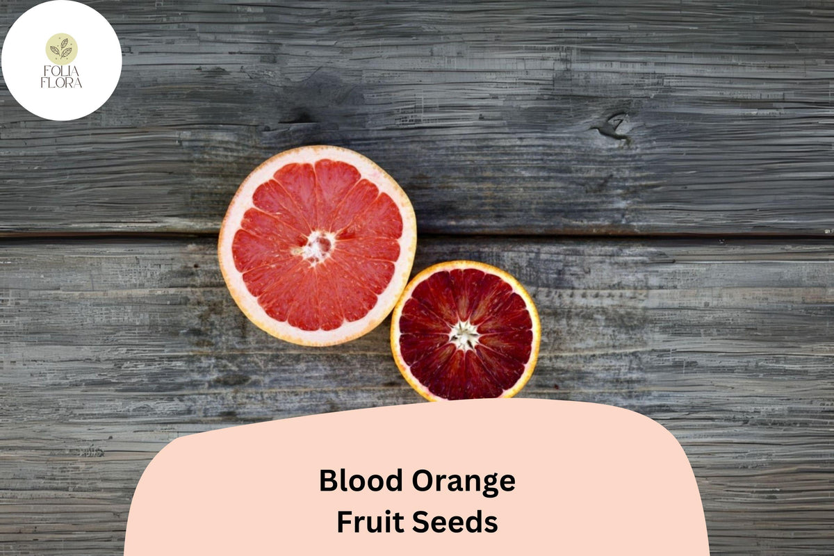 Blood Orange Seeds - 5 Citrus sinensis Seeds for Sweet-Tart Fruit