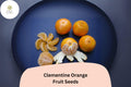 Clementine Orange Seeds - 5 Sweet Seedless Citrus Tree Seeds for Planting