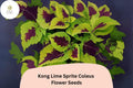 25 Kong Lime Sprite Coleus Seeds – Lime Green & Red Foliage