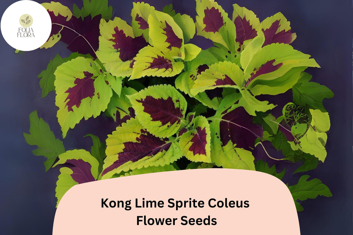 25 Kong Lime Sprite Coleus Seeds – Lime Green & Red Foliage