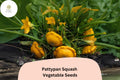25 Pattypan Squash Seeds - Summer Scallop Heirloom Variety