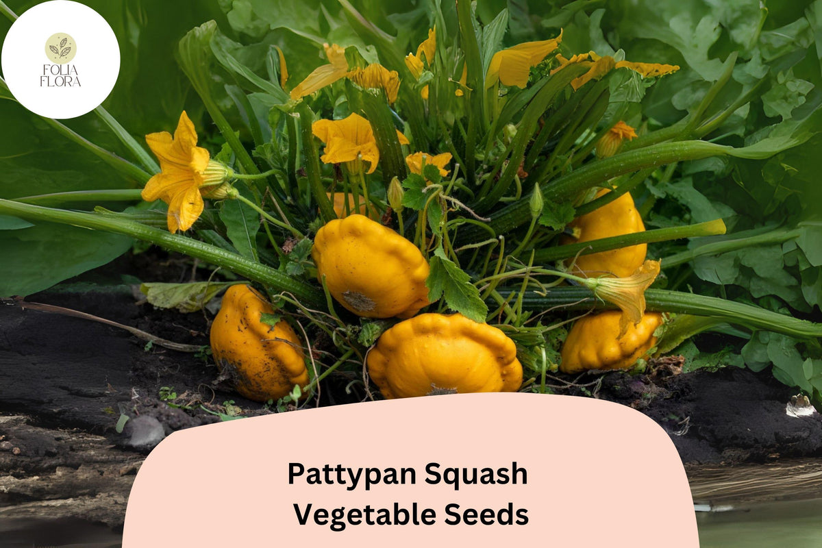 25 Pattypan Squash Seeds - Summer Scallop Heirloom Variety