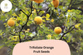 5 Trifoliate Orange Seeds – Cold Hardy Citrus for Rootstock or Ornamental Hedge