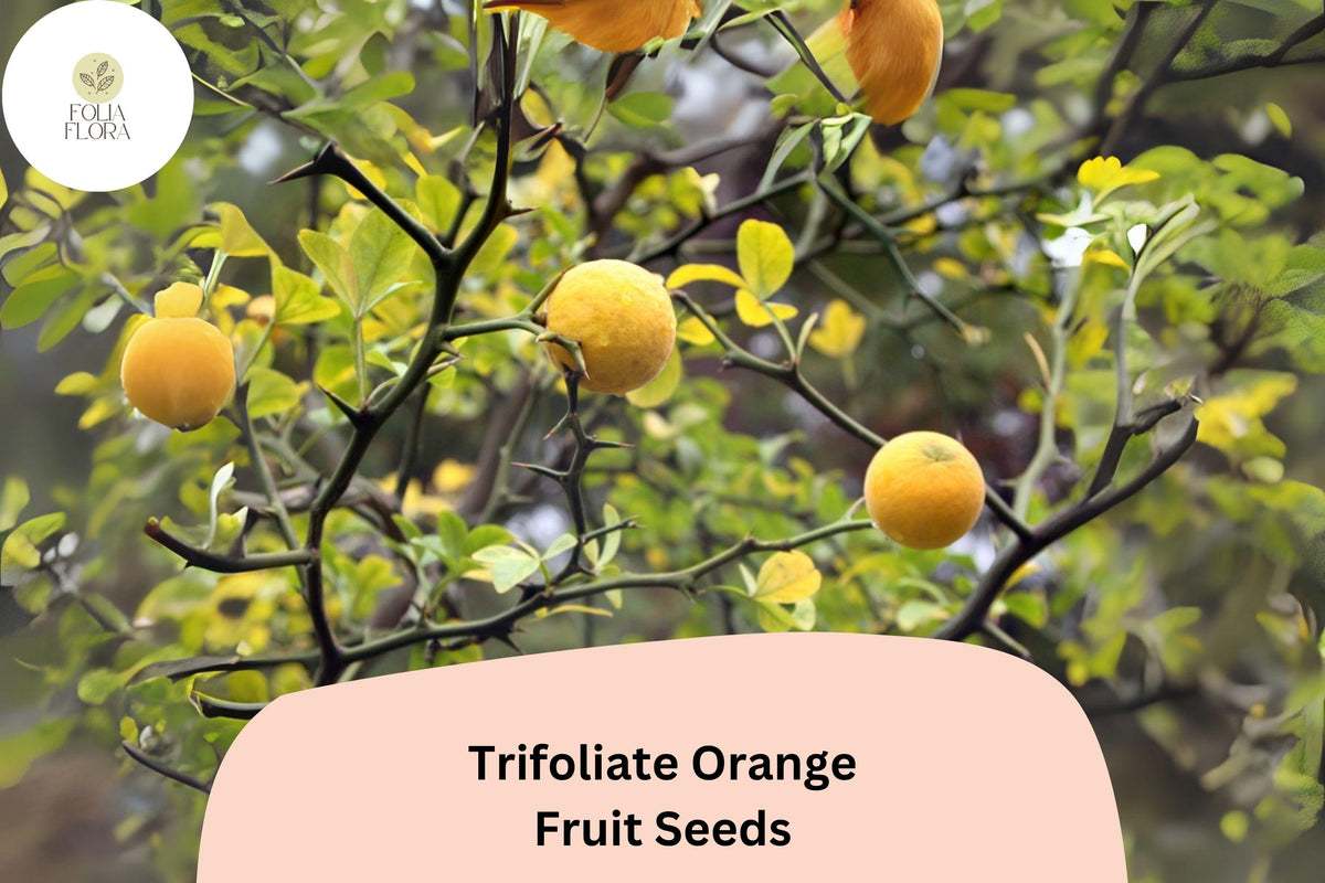 5 Trifoliate Orange Seeds – Cold Hardy Citrus for Rootstock or Ornamental Hedge