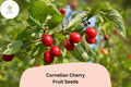 Cornelian Cherry Seeds - Heirloom Tart Fruit Tree (10 Seeds)