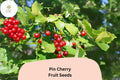 10 Pin Cherry Tree Seeds | Wild Edible Prunus pensylvanica
