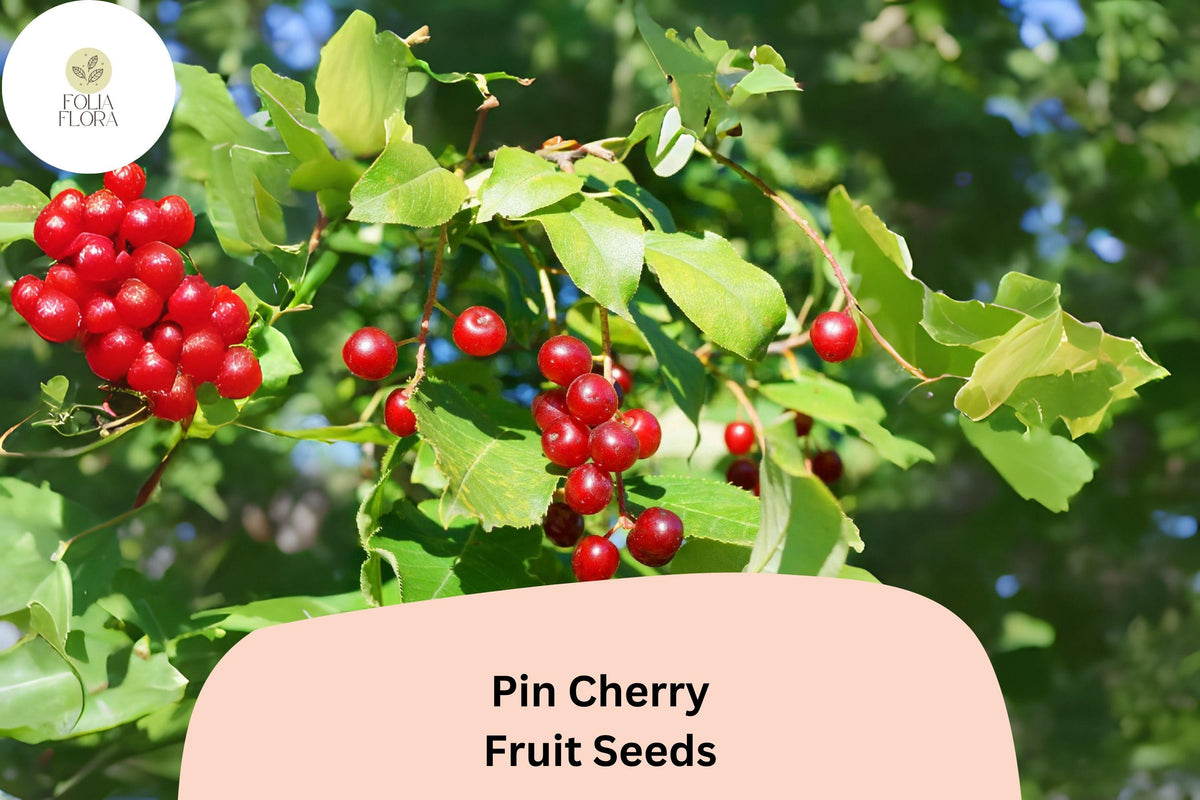 10 Pin Cherry Tree Seeds | Wild Edible Prunus pensylvanica