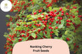 Nanking Cherry Seeds – 10 Cold Hardy Prunus Tomentosa Fruiting Shrub Seeds