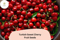 10 Turkish Sweet Cherry Tree Seeds – Heirloom Prunus avium