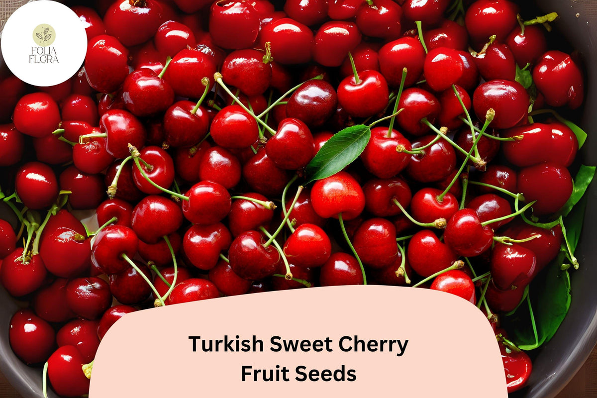 10 Turkish Sweet Cherry Tree Seeds – Heirloom Prunus avium