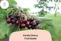 Kordia Cherry Seeds - 10 Prunus avium Dark Sweet Fruit Seeds for Planting