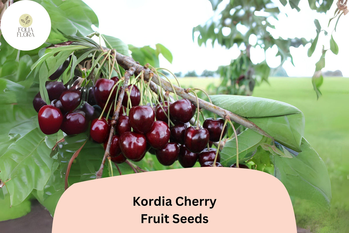 Kordia Cherry Seeds - 10 Prunus avium Dark Sweet Fruit Seeds for Planting