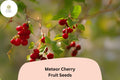 Meteor Cherry Tree Seeds – Cold-Hardy Prunus cerasus – 10 Seeds