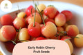 Early Robin Cherry Tree Seeds – 10 Sweet Red Cherry Seeds for Planting
