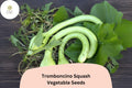 25 Tromboncino Squash Seeds for Planting - Italian Heirloom Climbing Zucchini