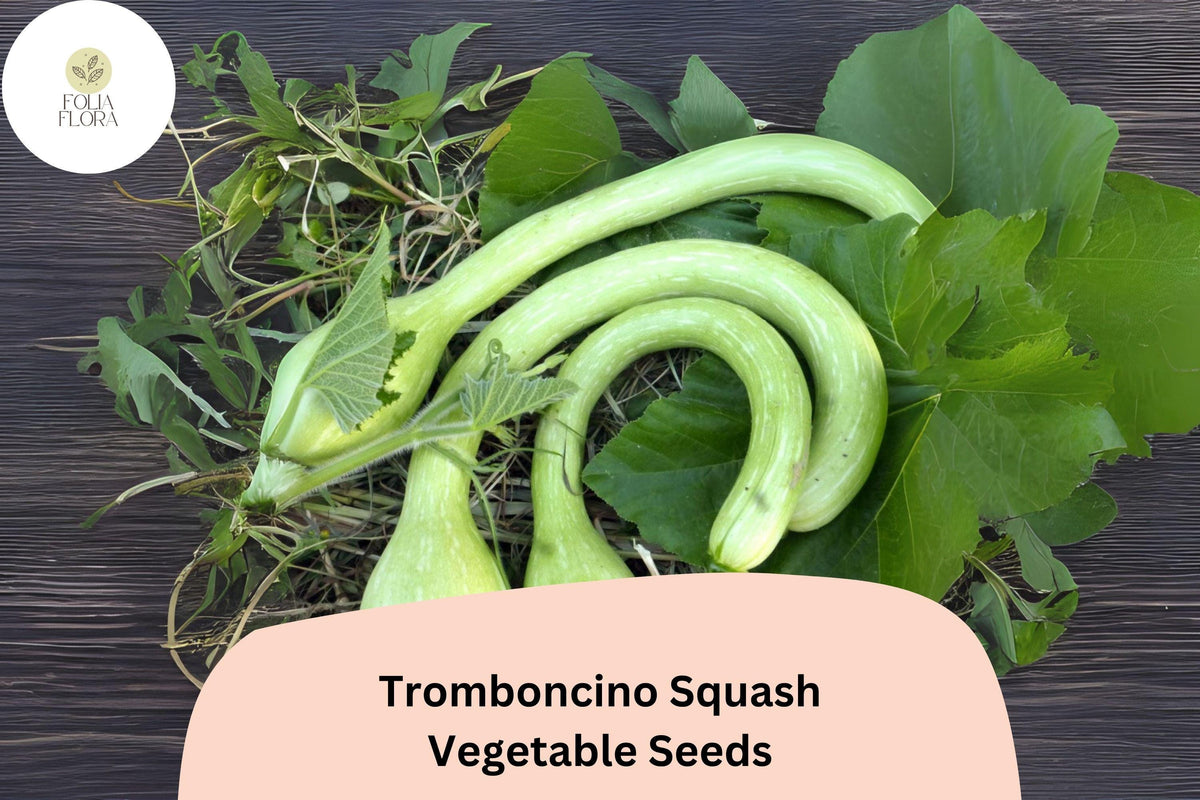 25 Tromboncino Squash Seeds for Planting - Italian Heirloom Climbing Zucchini