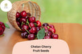 Chelan Cherry Tree Seeds – 10 Early Season Sweet Cherry Seeds for Planting