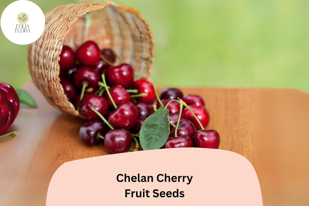 Chelan Cherry Tree Seeds – 10 Early Season Sweet Cherry Seeds for Planting