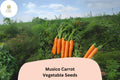 1000 Musico Carrot Seeds for Planting | Crisp Sweet Tender Root Vegetable Seeds