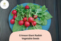 500 Crimson Giant Radish Seeds - Large Mild Red Radishes for Garden Planting