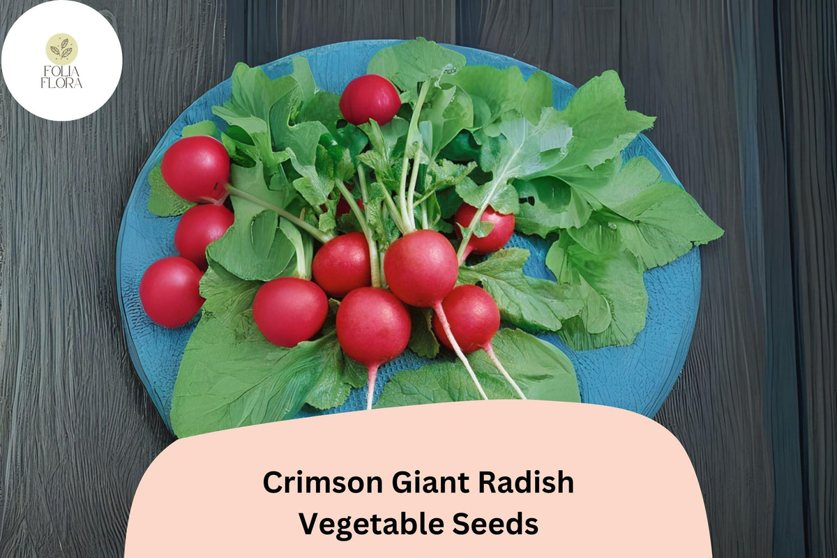 500 Crimson Giant Radish Seeds - Large Mild Red Radishes for Garden Planting