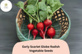 500 Early Scarlet Globe Radish Seeds for Planting - Crisp Mild Red Radishes