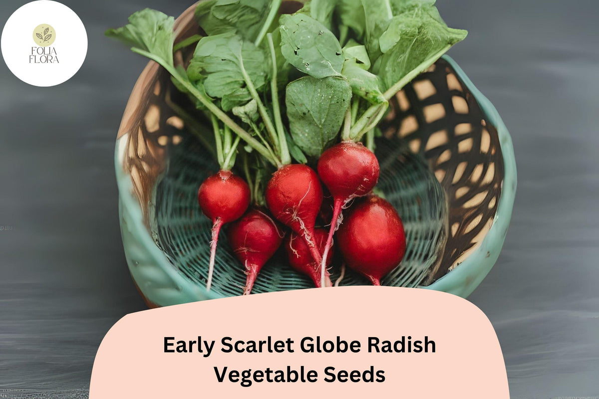 500 Early Scarlet Globe Radish Seeds for Planting - Crisp Mild Red Radishes